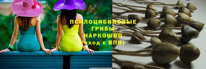 hydra ТОР  Сим  Псилоцибиновые грибы Psilocybe 